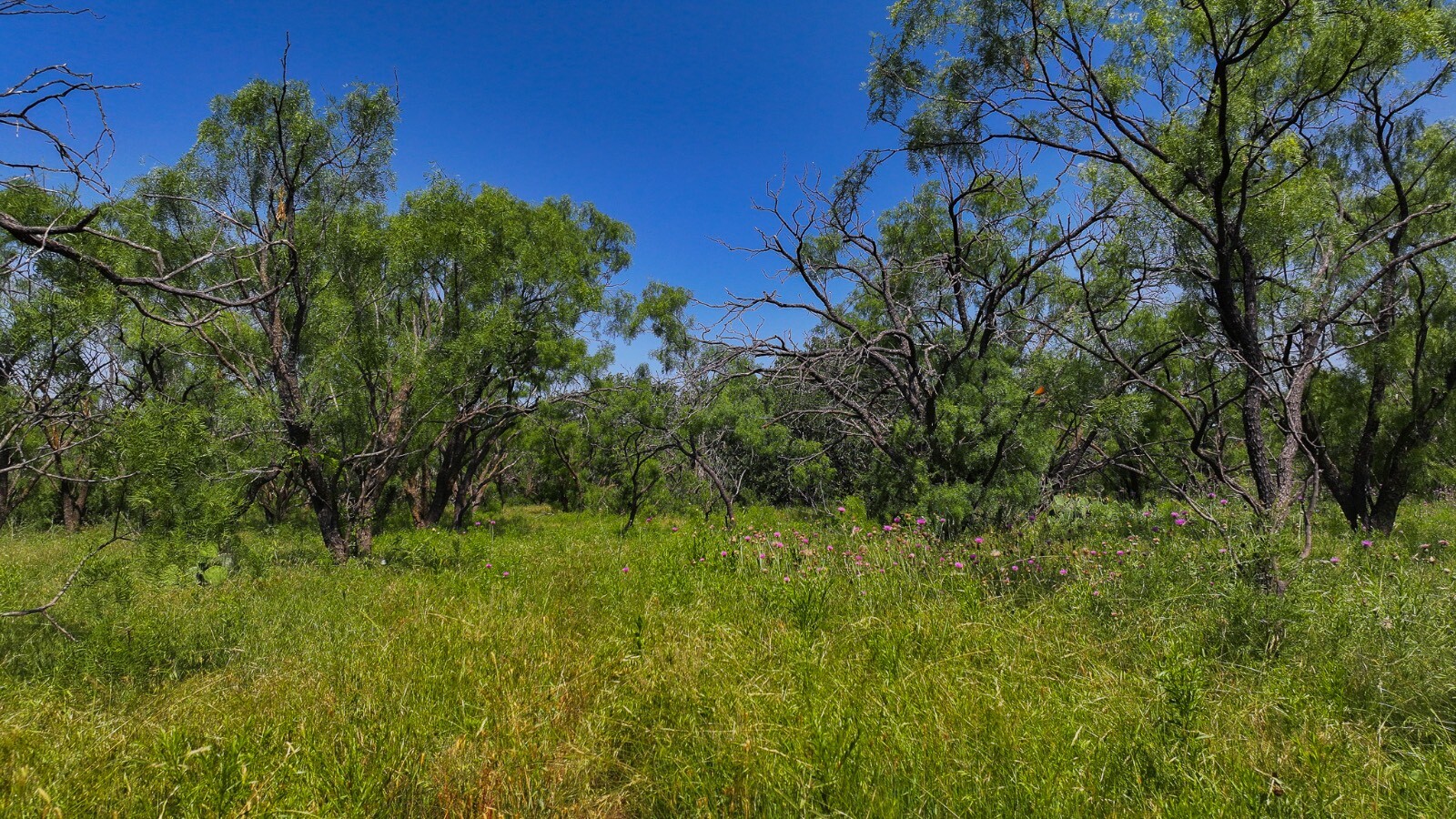 Land for Sale in Young County, TX (57 of 67)