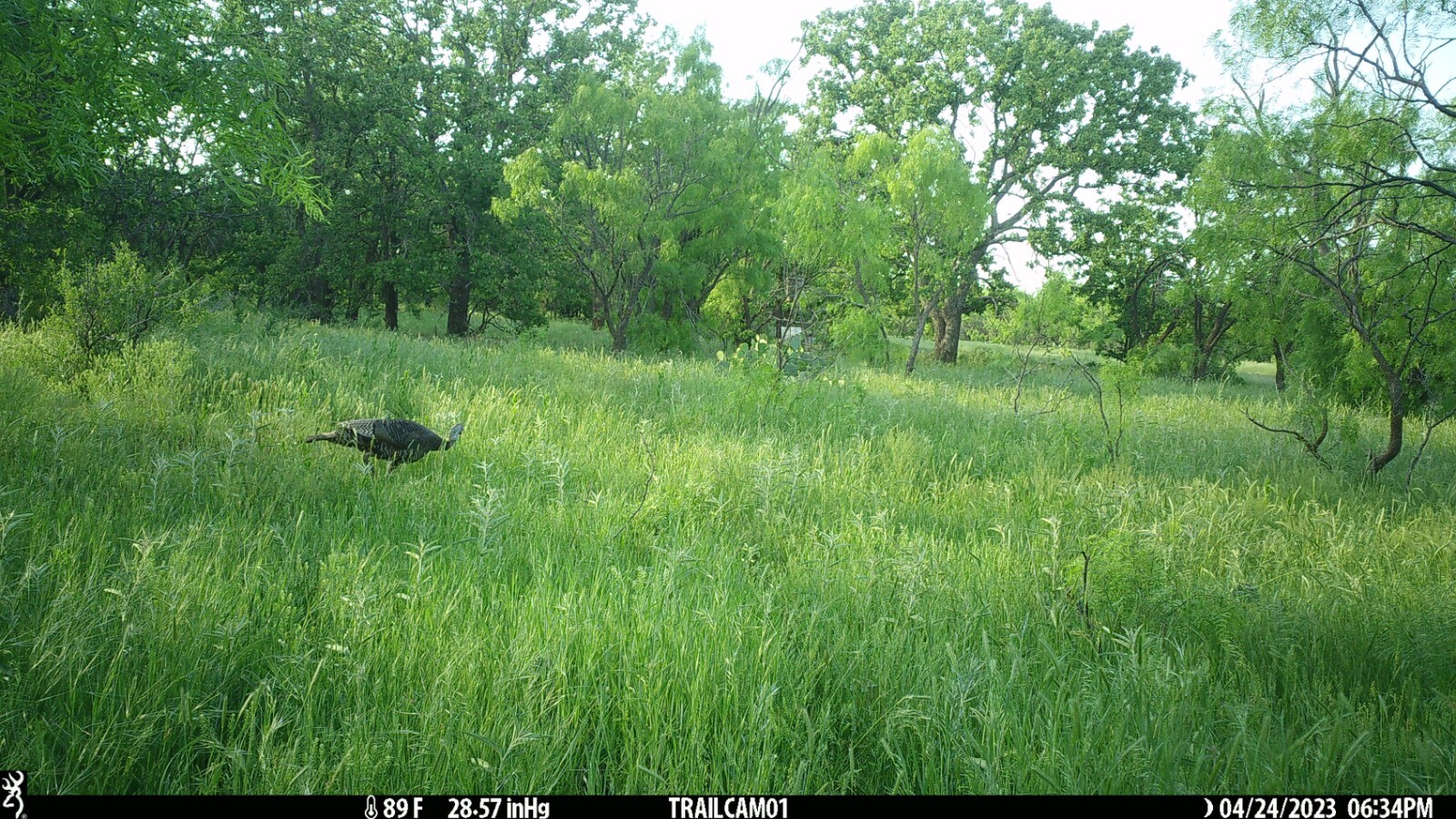 Land for Sale in Young County, TX (58 of 67)