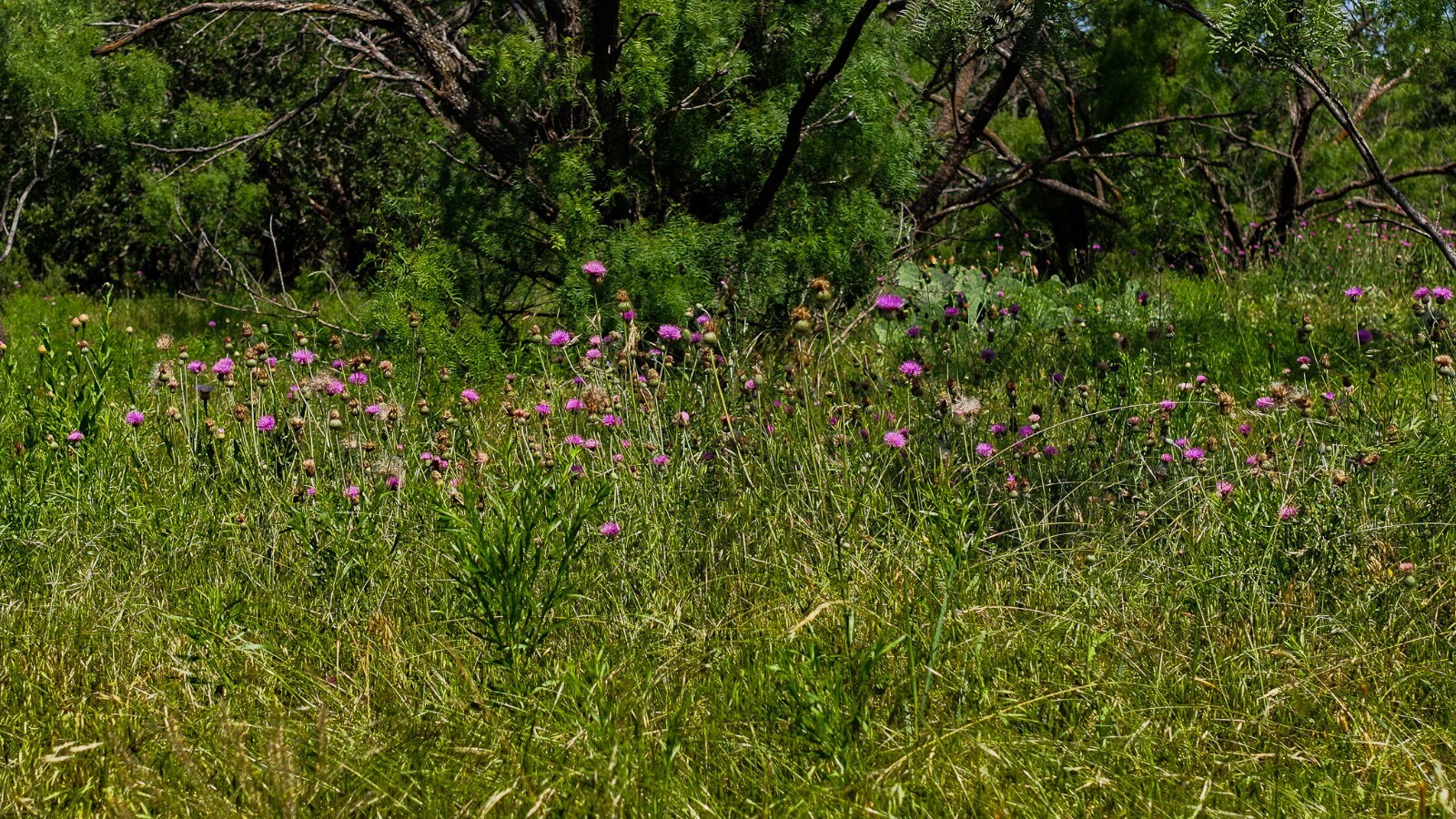 Land for Sale in Young County, TX (59 of 67)
