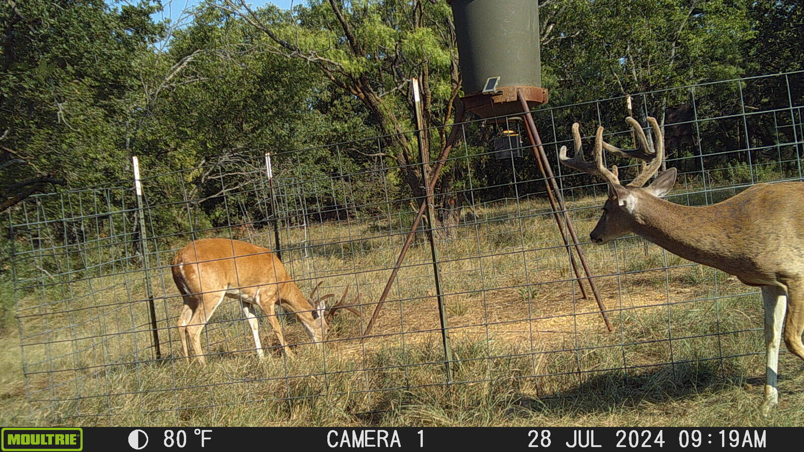 Land for Sale in Young County, TX (64 of 67)