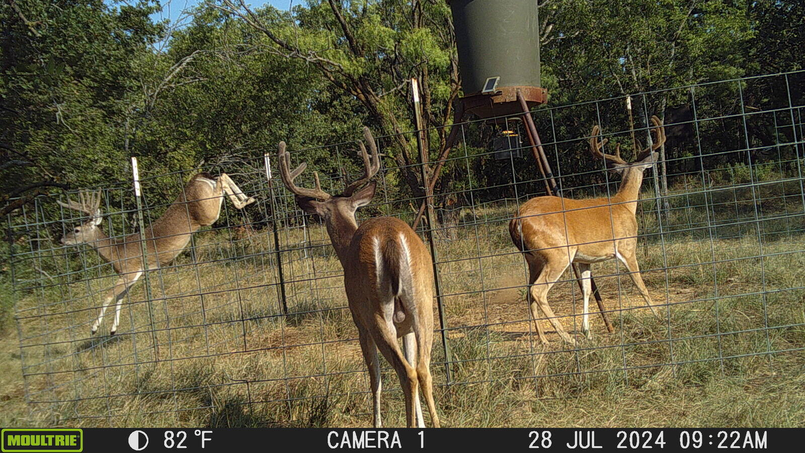 Land for Sale in Young County, TX (66 of 67)