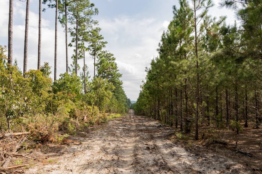Land for Sale in Aiken County, SC (7 of 35)