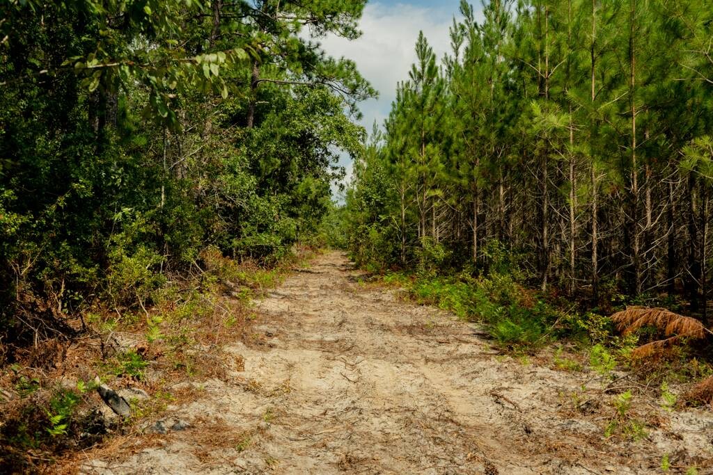 Land for Sale in Aiken County, SC (8 of 35)