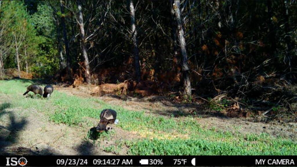 Land for Sale in Aiken County, SC (10 of 35)