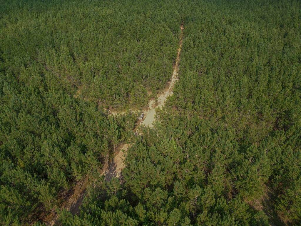 Land for Sale in Aiken County, SC (20 of 35)