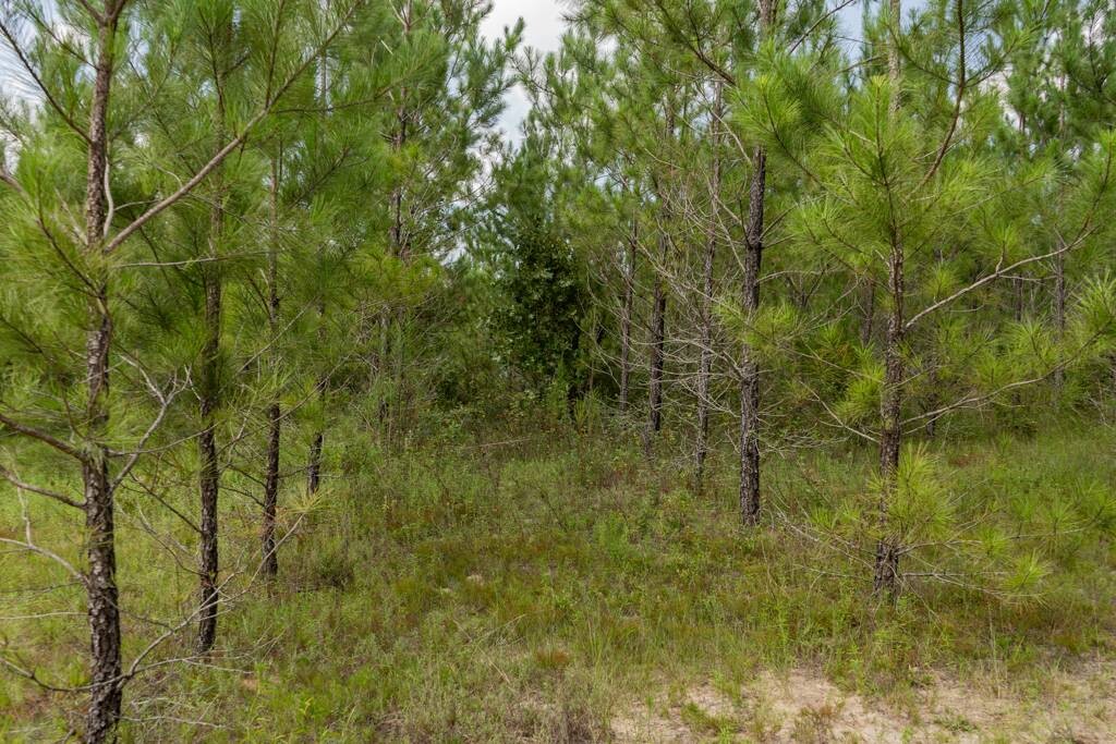 Land for Sale in Aiken County, SC (22 of 35)