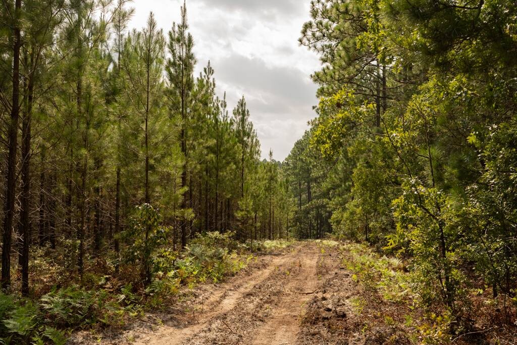 Land for Sale in Aiken County, SC (23 of 35)