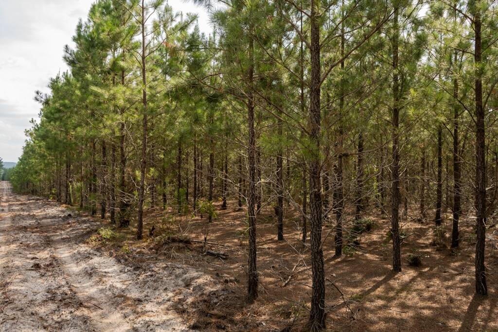 Land for Sale in Aiken County, SC (24 of 35)