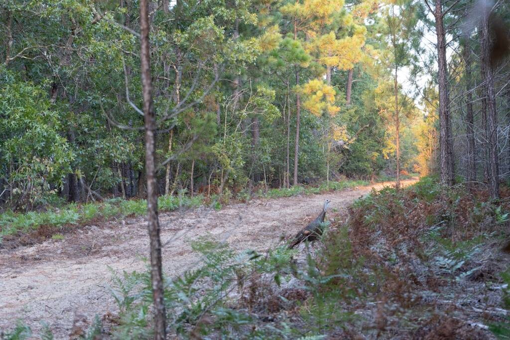 Land for Sale in Aiken County, SC (28 of 35)