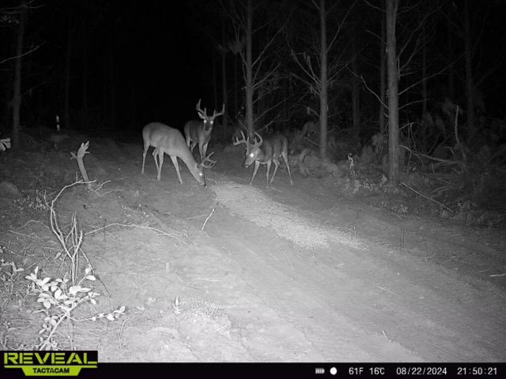 Land for Sale in Aiken County, SC (29 of 35)