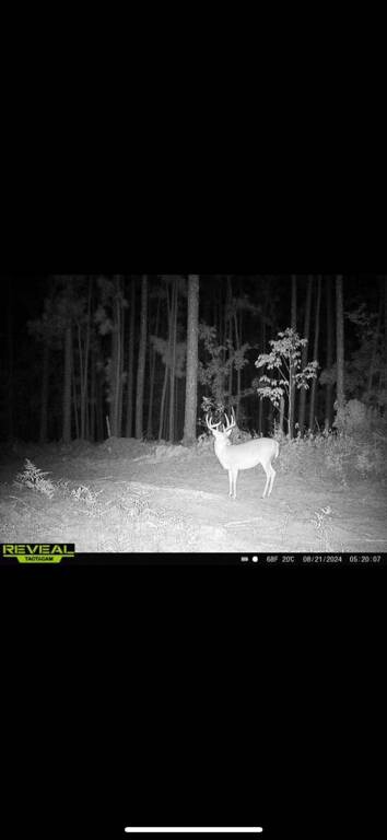 Land for Sale in Aiken County, SC (30 of 35)