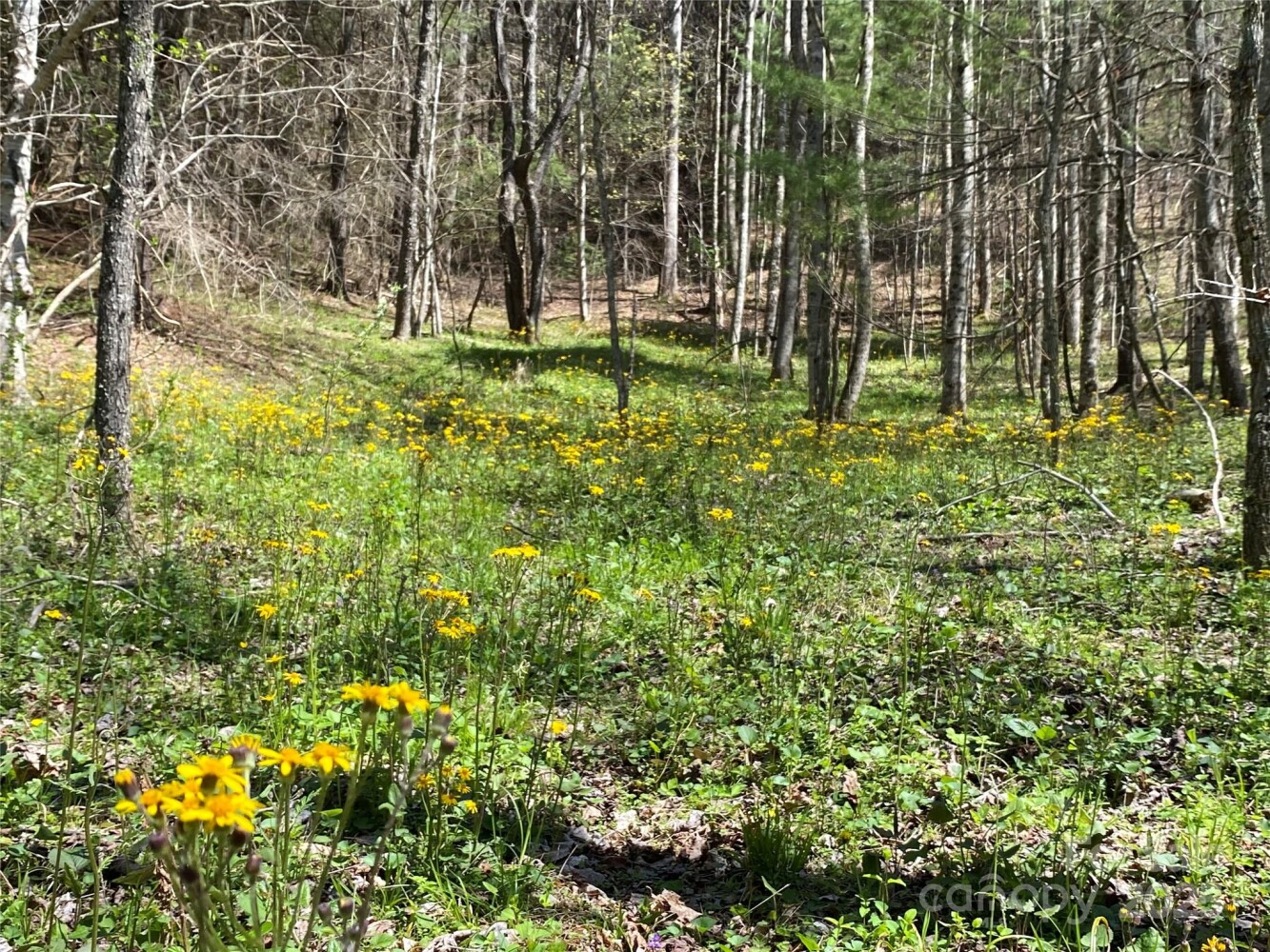 Land for Sale in Yancey County, NC (30 of 48)