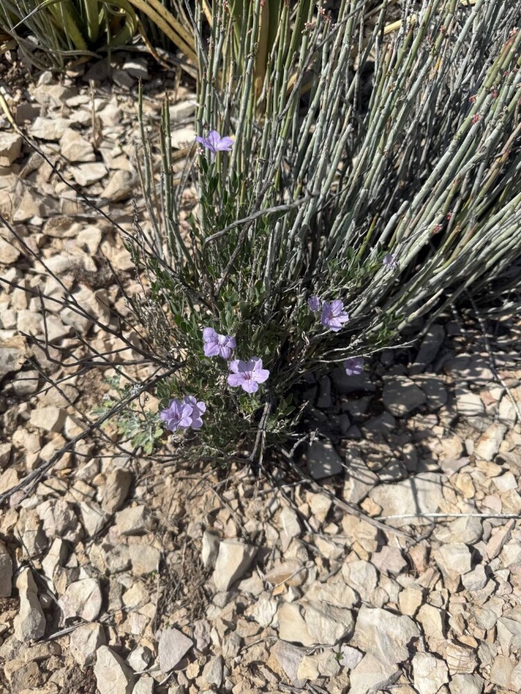 Land for Sale in Brewster County, TX (2 of 42)
