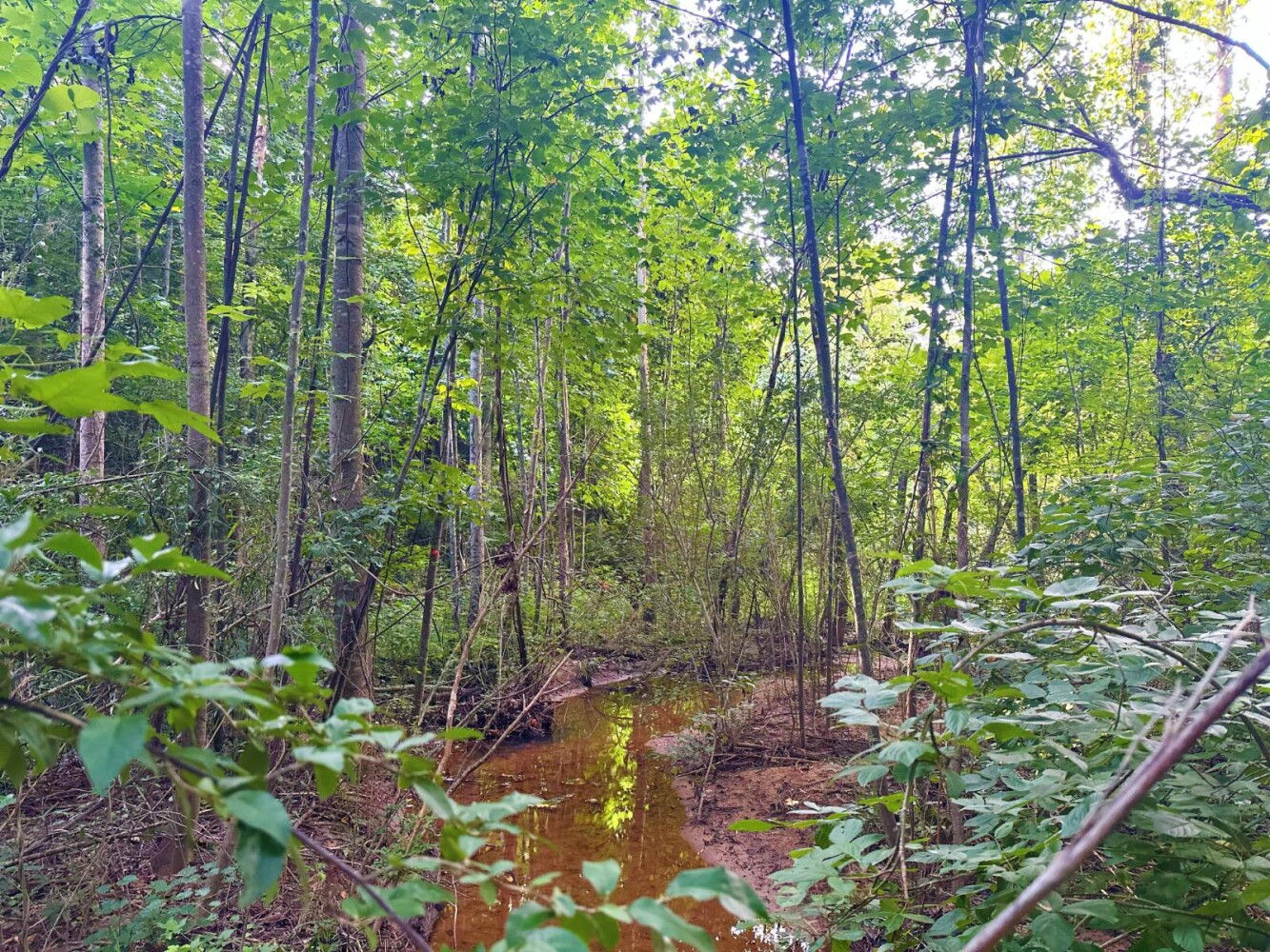 Land for Sale in Laurens County, SC (7 of 27)