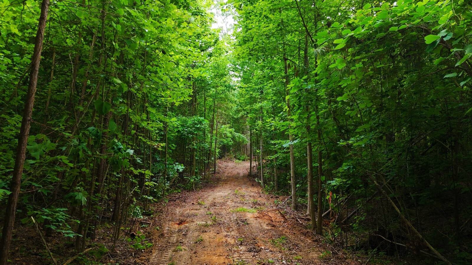 Land for Sale in Laurens County, SC (11 of 27)