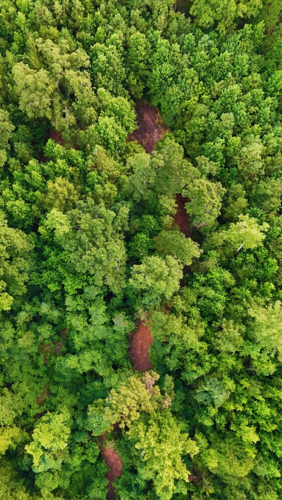 Land for Sale in Laurens County, SC (20 of 27)