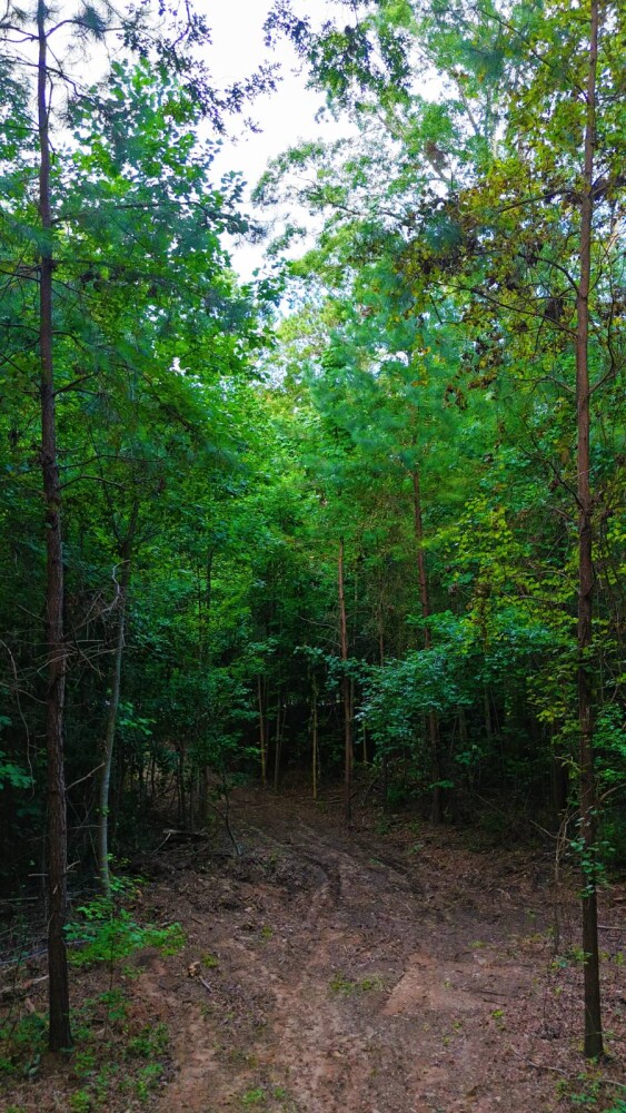 Land for Sale in Laurens County, SC (22 of 27)