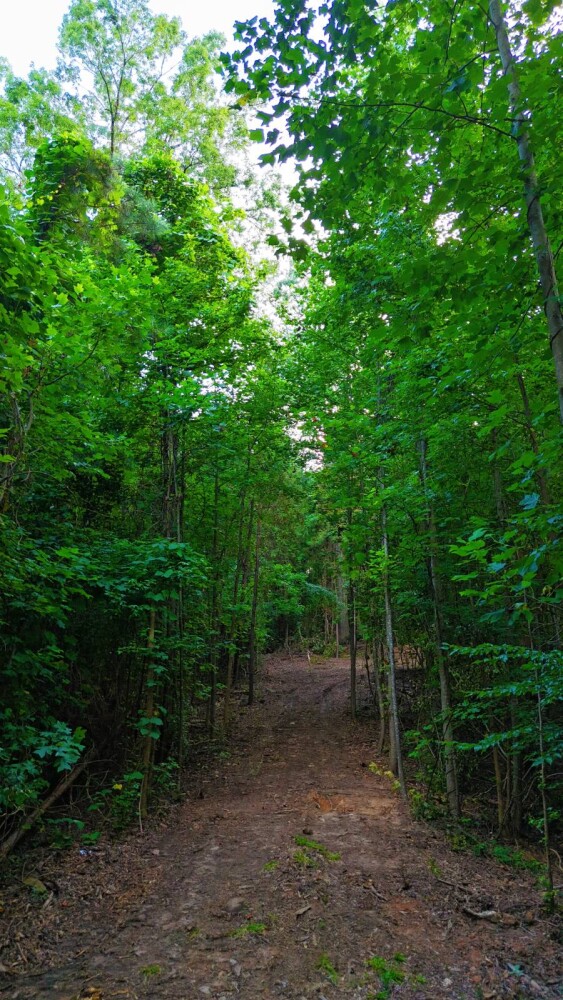 Land for Sale in Laurens County, SC (25 of 27)