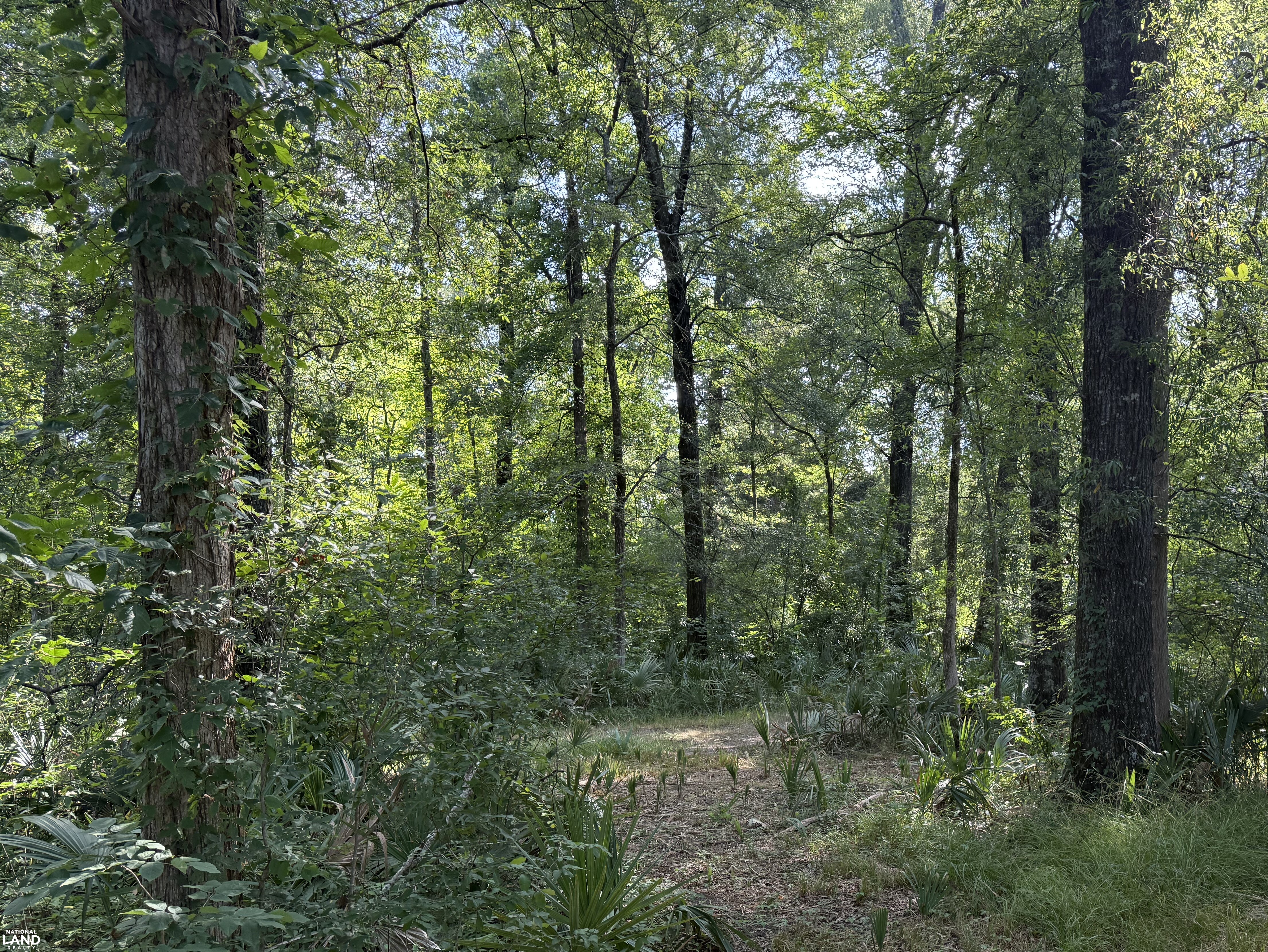 Merchantable oaks (6 of 15)
