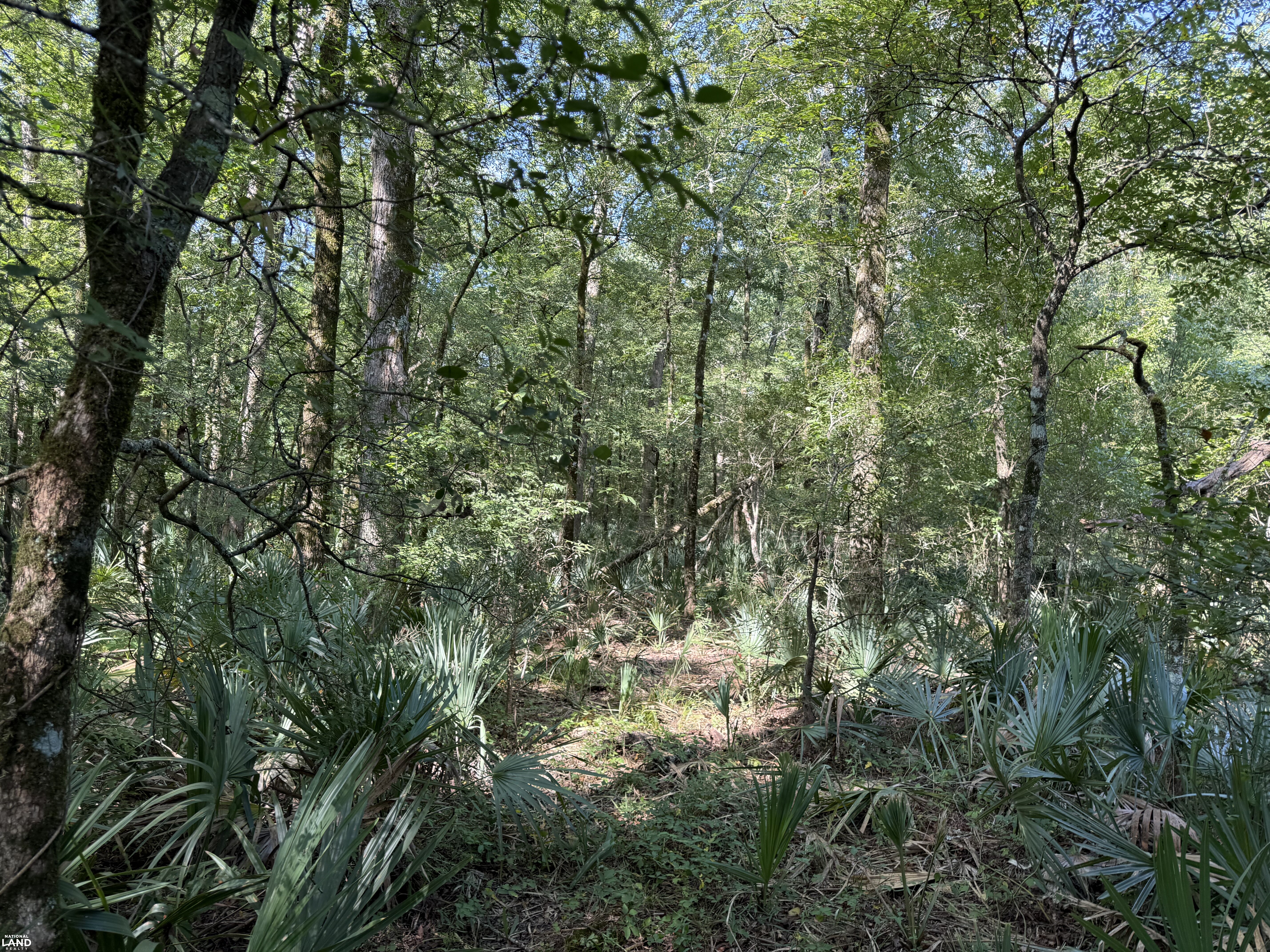 Nice 22 acres Woods and Fenced Pasture Convenient To META Site in Richland Parish, LA (10 of 15)