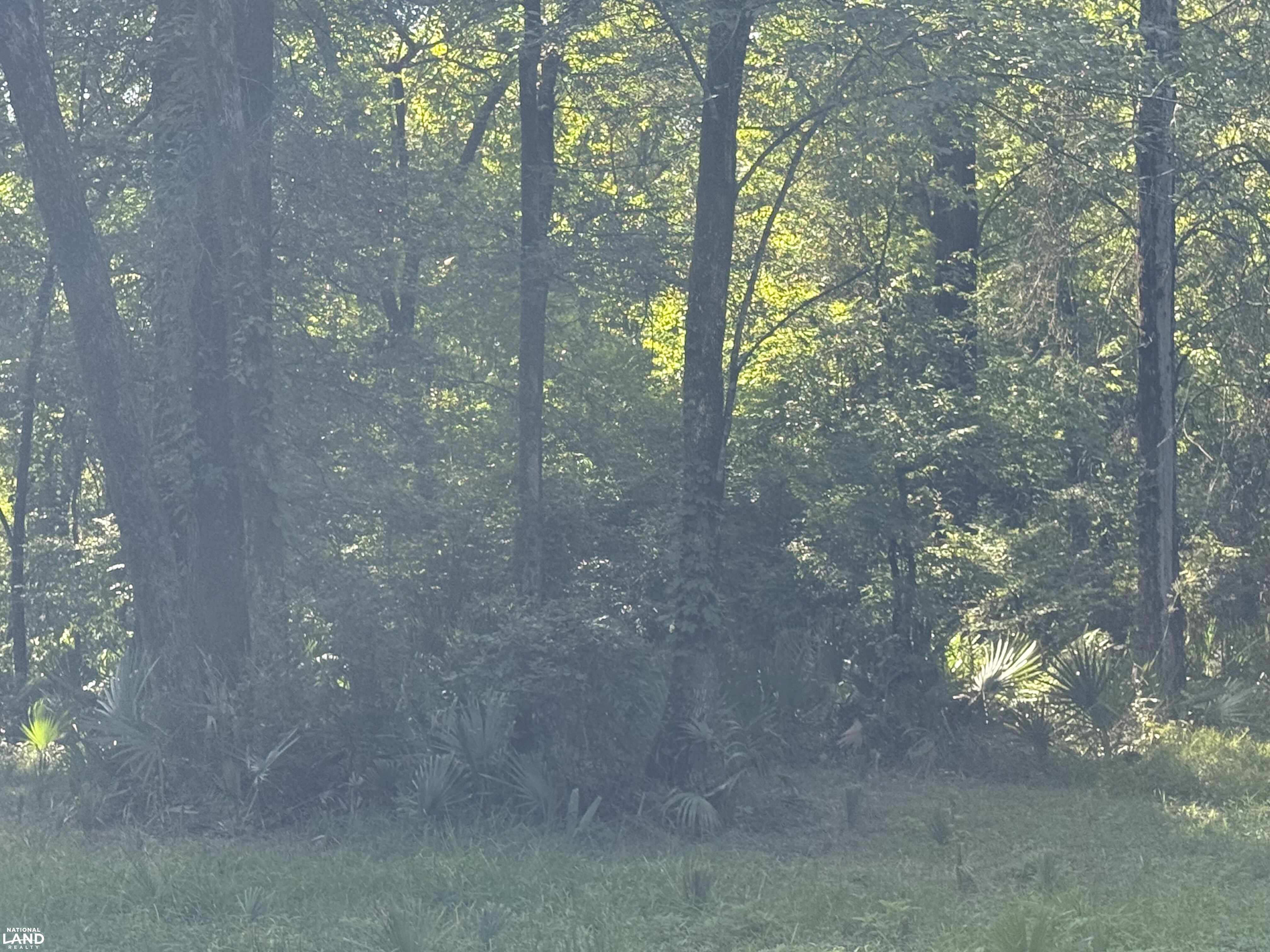 Good deer habitat (12 of 15)