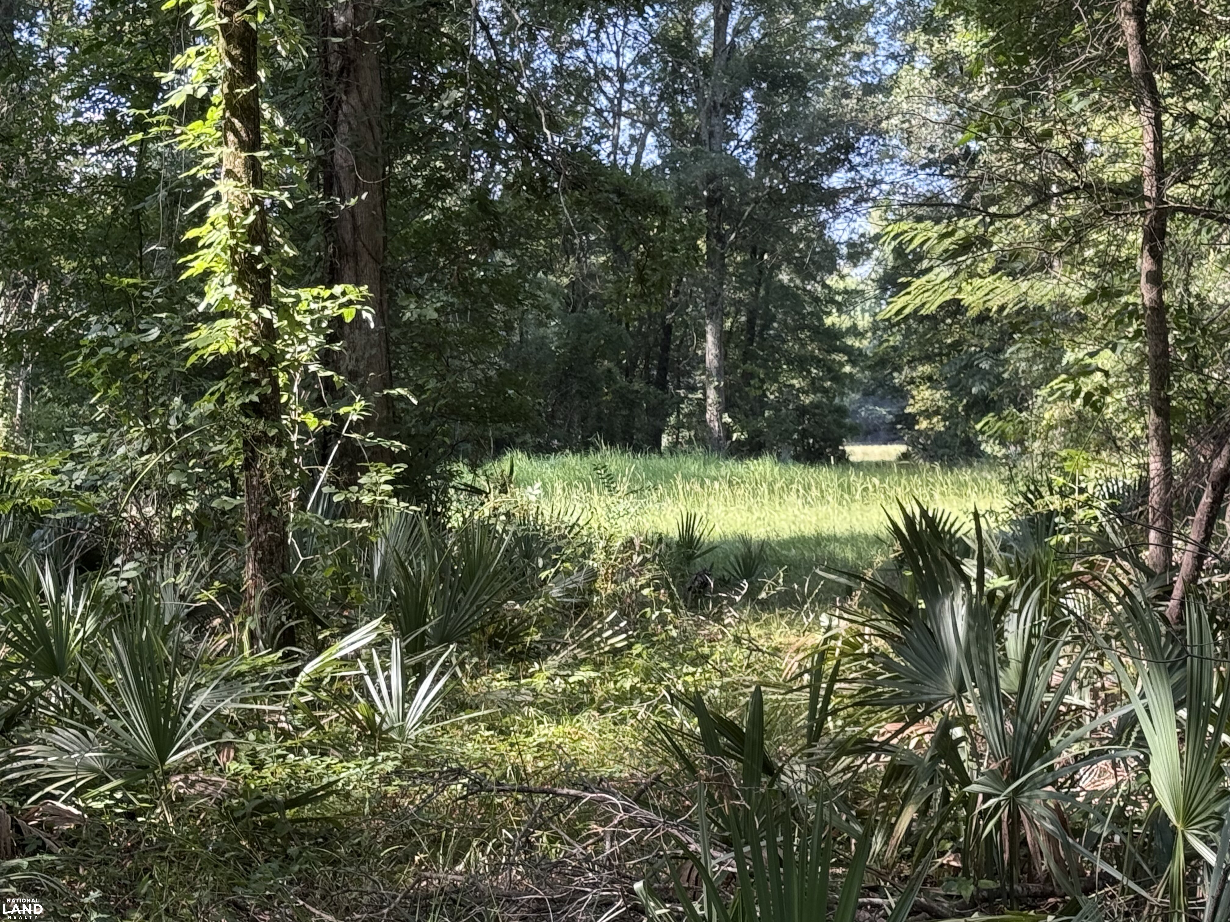 Clearing in the woods (13 of 15)