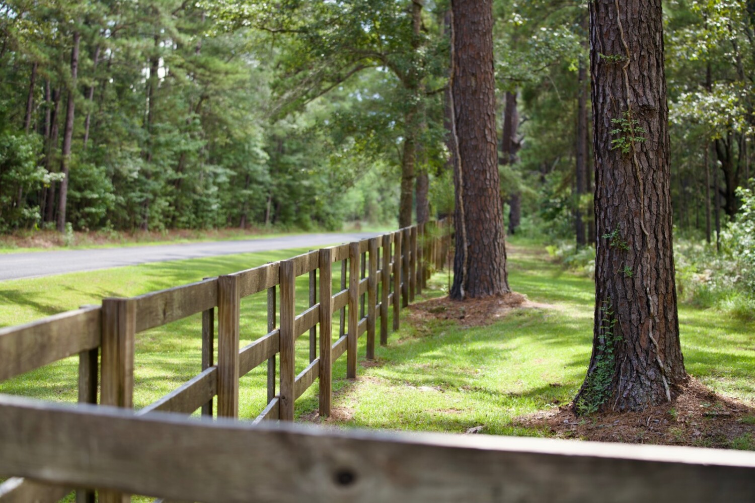 Land for Sale in Jasper County, SC (8 of 74)