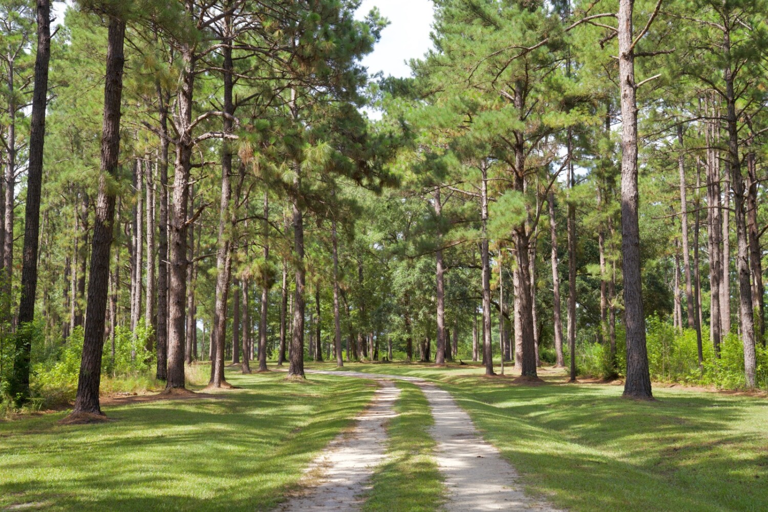 Land for Sale in Jasper County, SC (9 of 74)