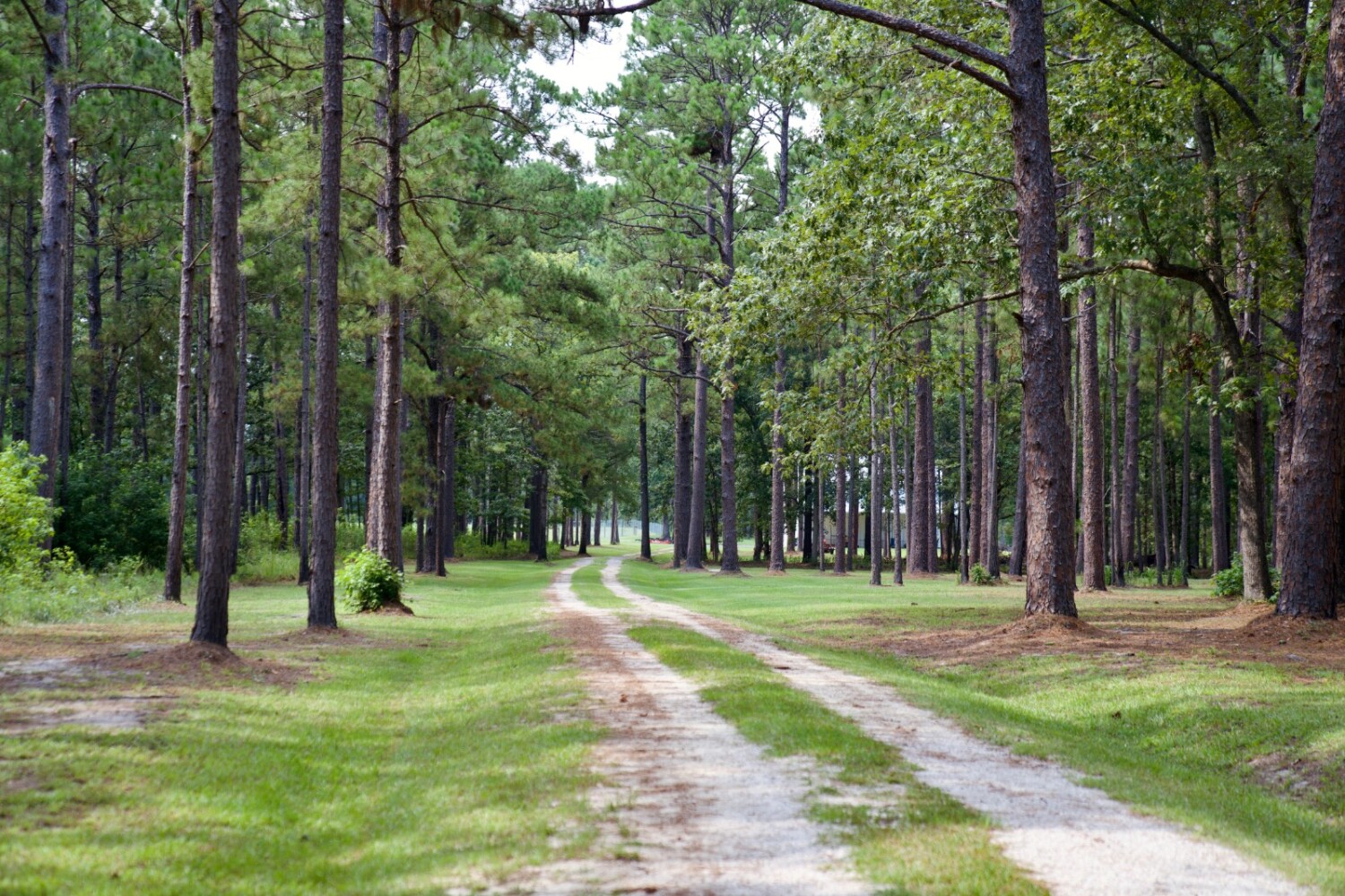 Land for Sale in Jasper County, SC (10 of 74)