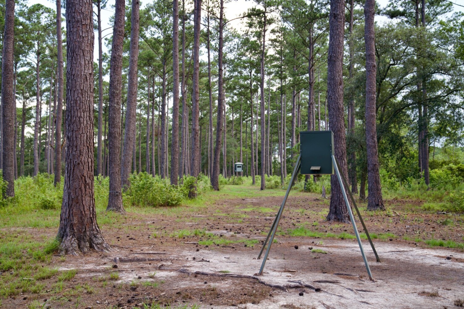 Land for Sale in Jasper County, SC (35 of 74)