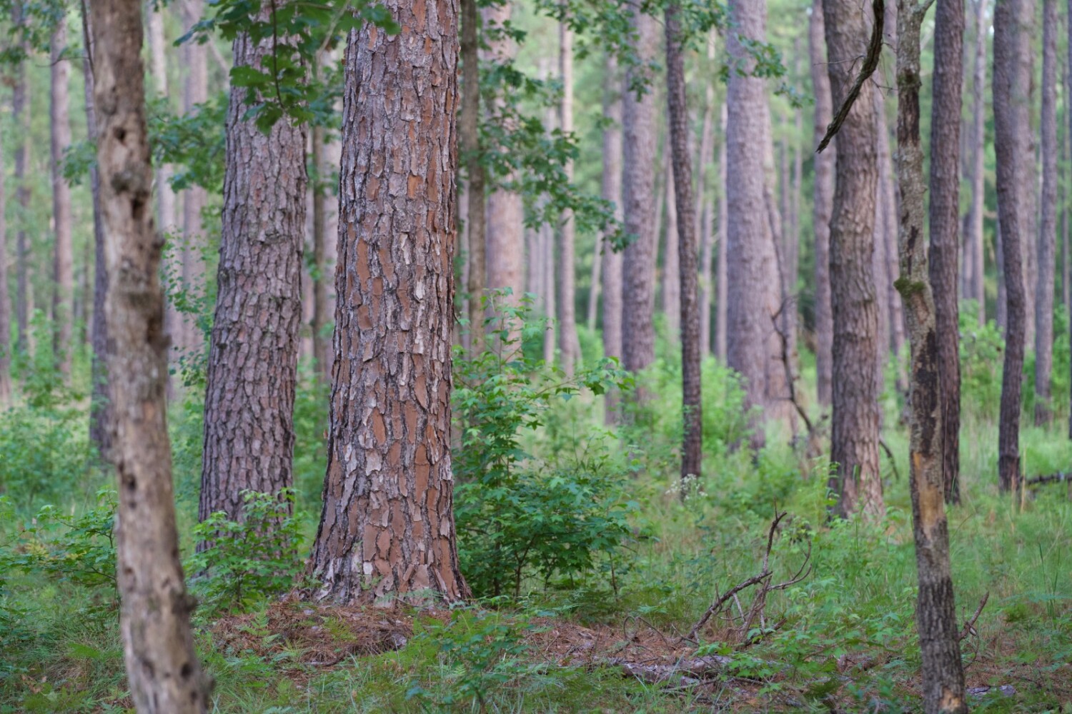Land for Sale in Jasper County, SC (38 of 74)