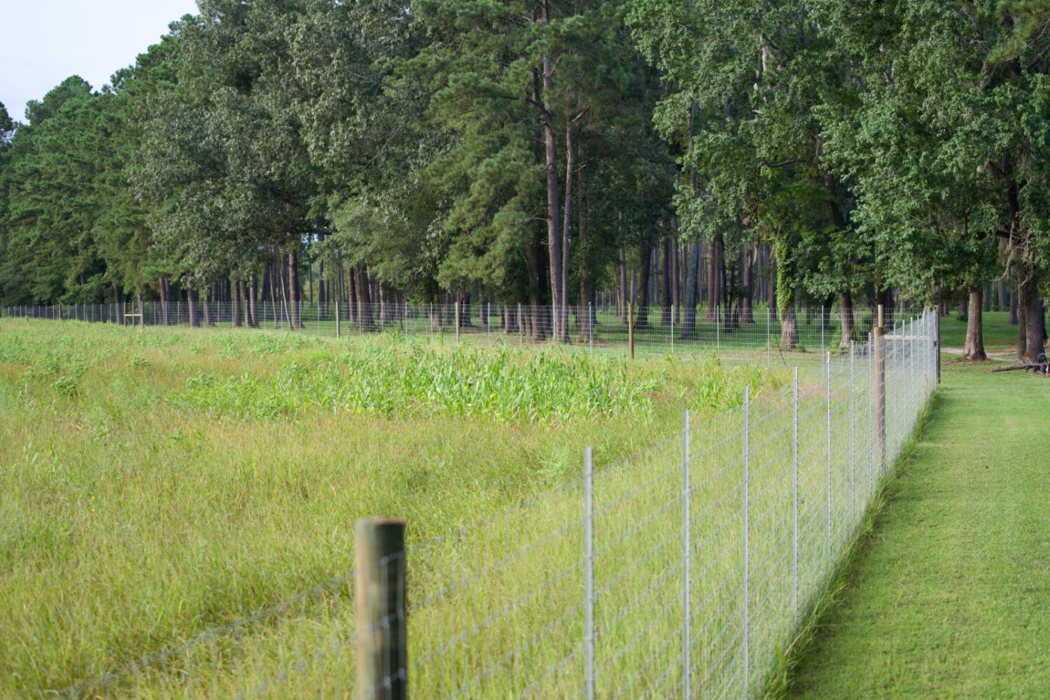 Land for Sale in Jasper County, SC (40 of 74)