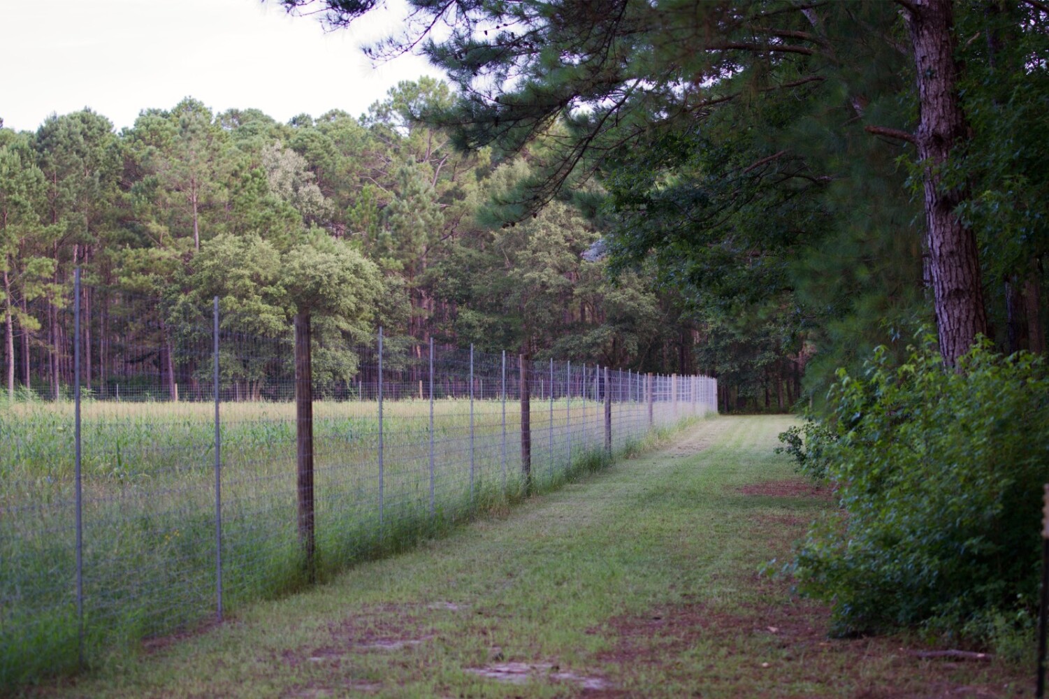 Land for Sale in Jasper County, SC (43 of 74)