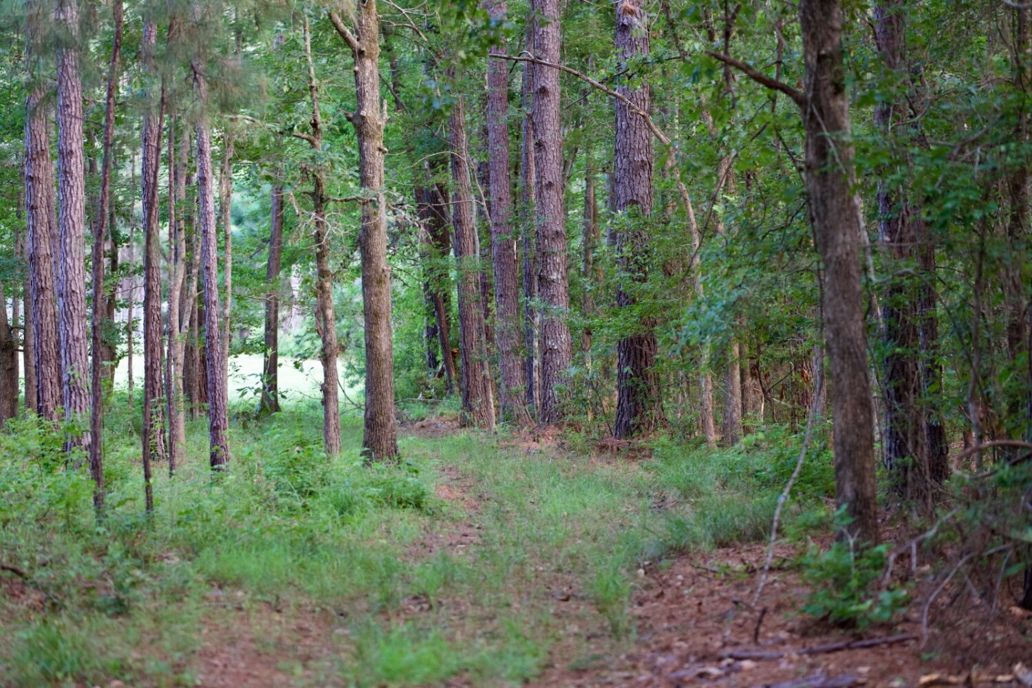 Land for Sale in Jasper County, SC (44 of 74)