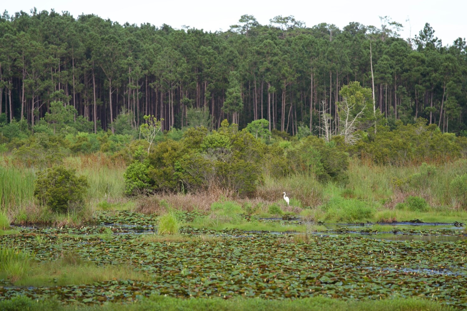 Land for Sale in Jasper County, SC (47 of 74)