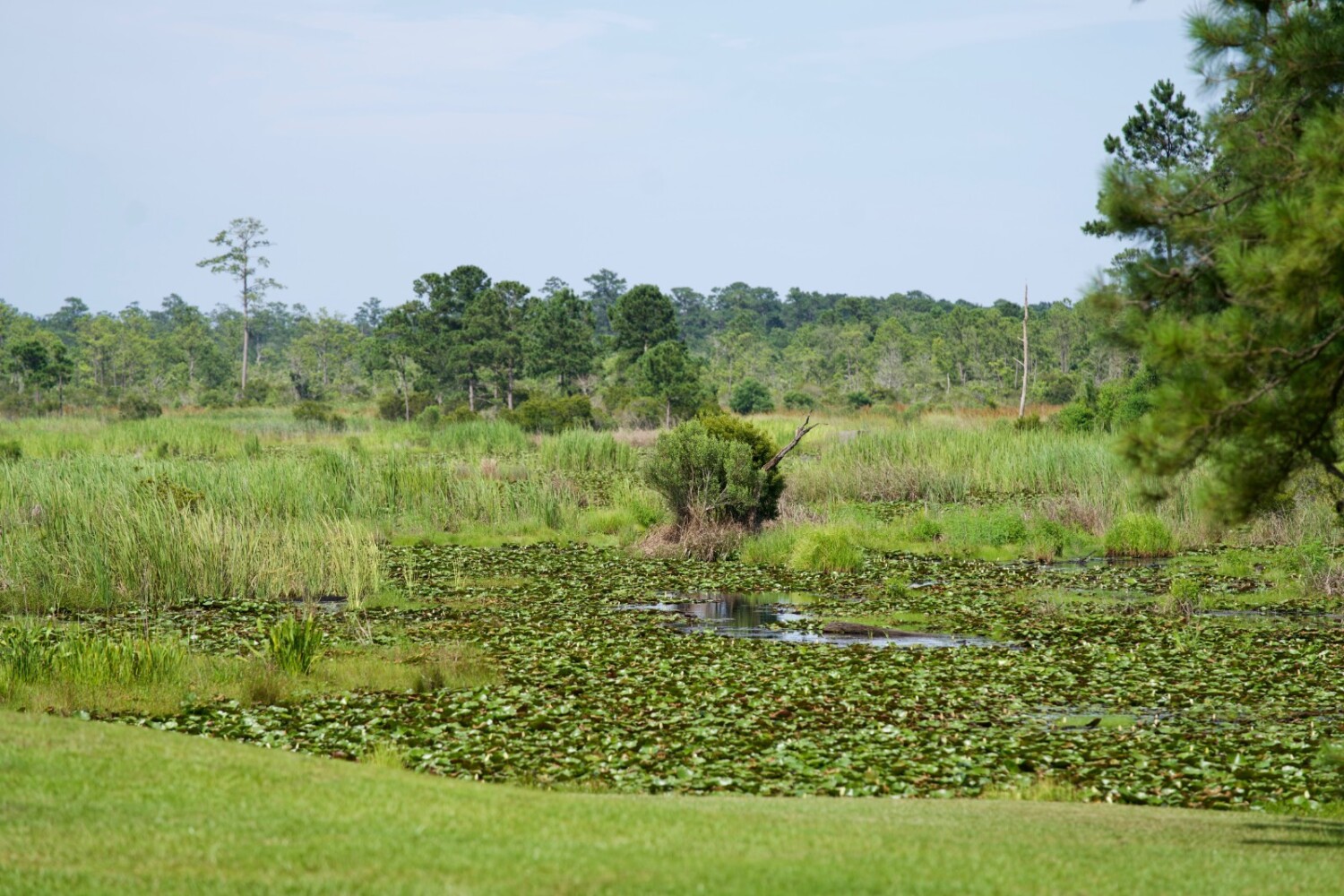 Land for Sale in Jasper County, SC (48 of 74)