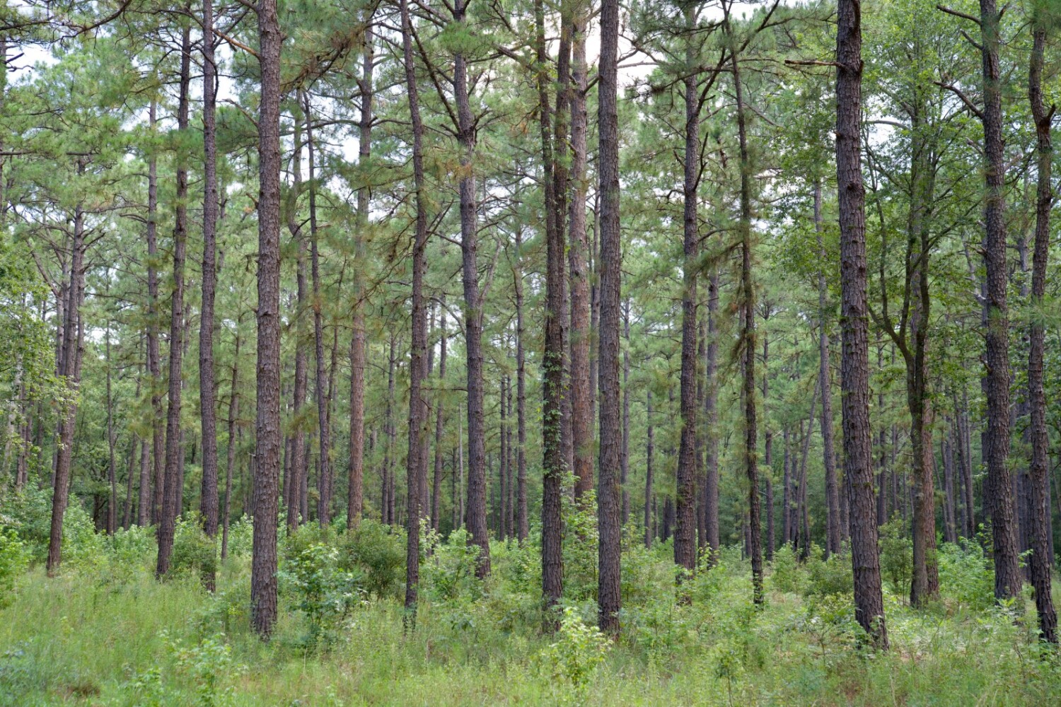 Land for Sale in Jasper County, SC (52 of 74)