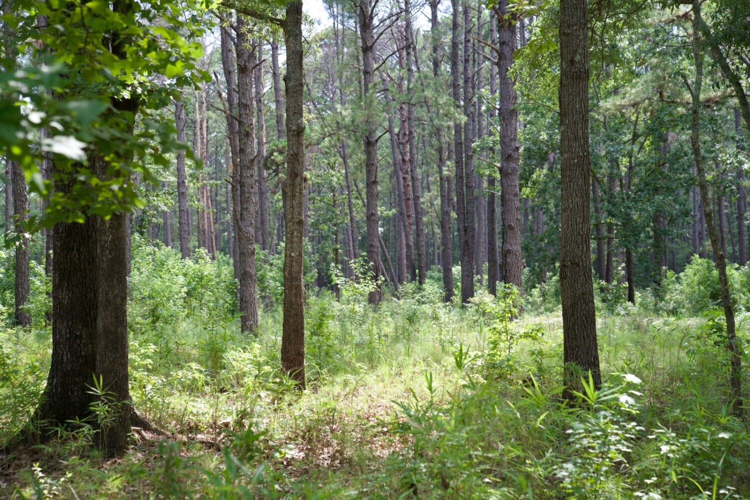 Land for Sale in Jasper County, SC (53 of 74)