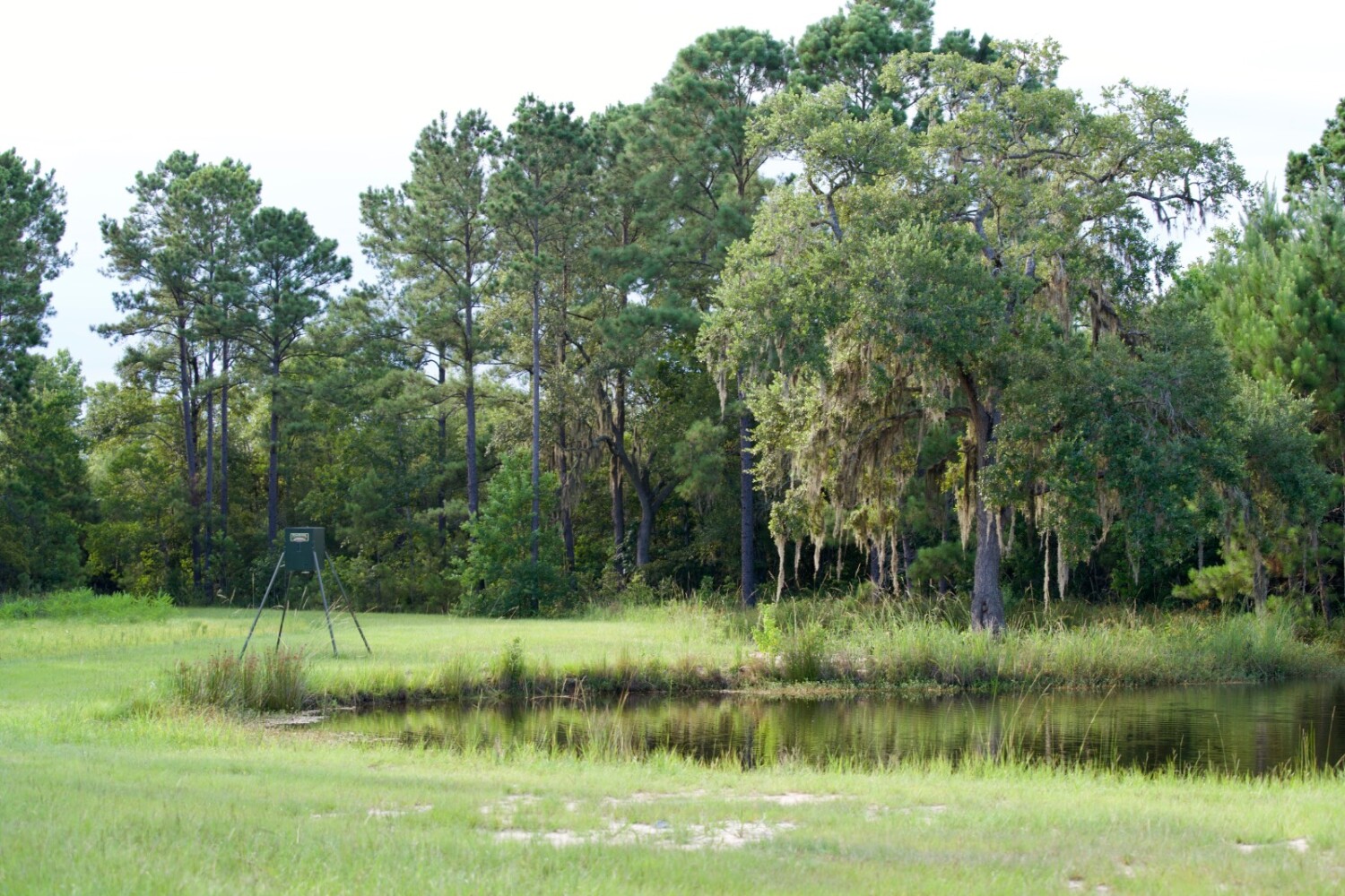 Land for Sale in Jasper County, SC (55 of 74)