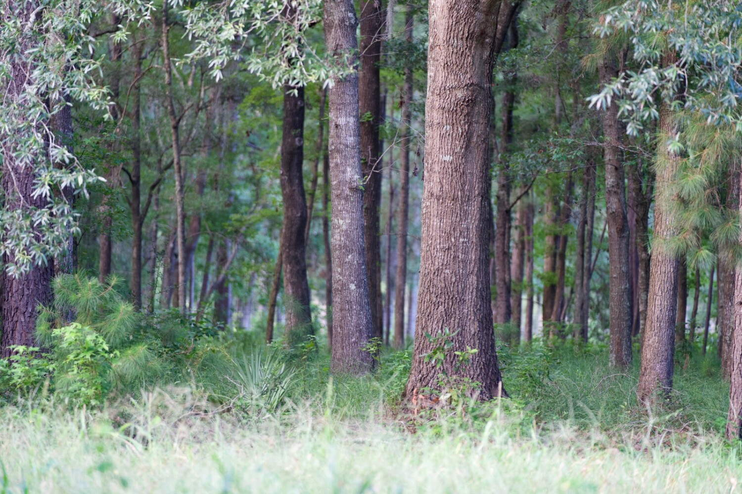 Land for Sale in Jasper County, SC (56 of 74)