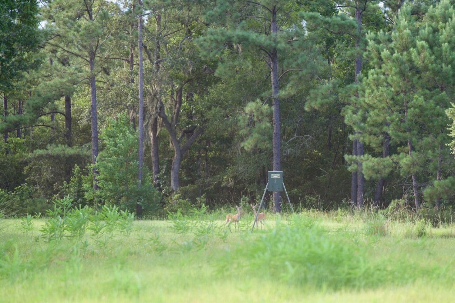 Land for Sale in Jasper County, SC (58 of 74)