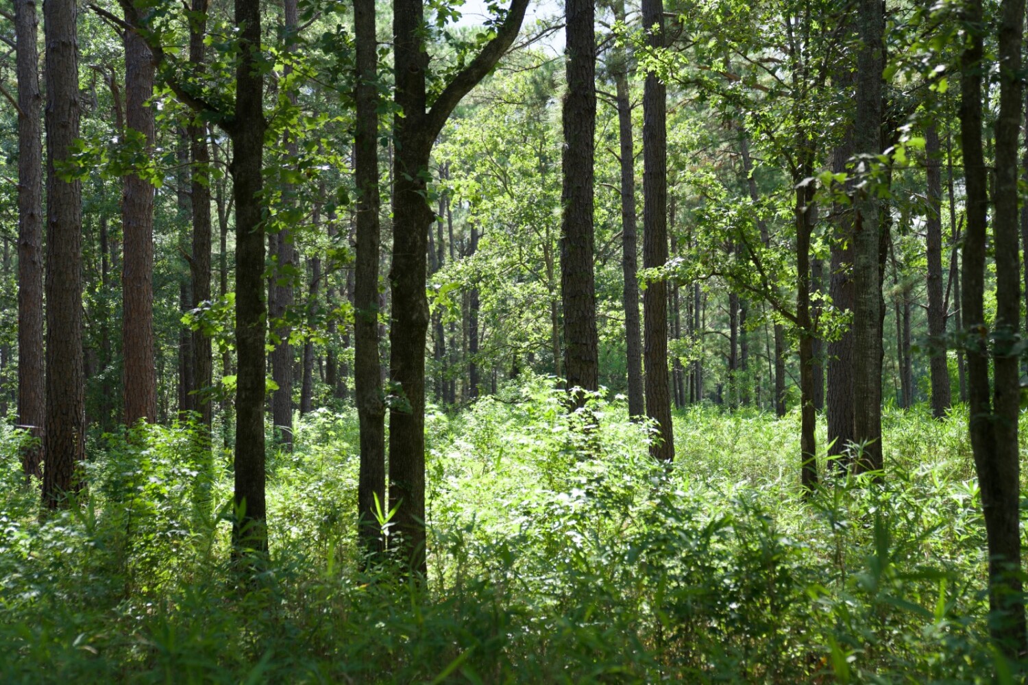 Land for Sale in Jasper County, SC (64 of 74)