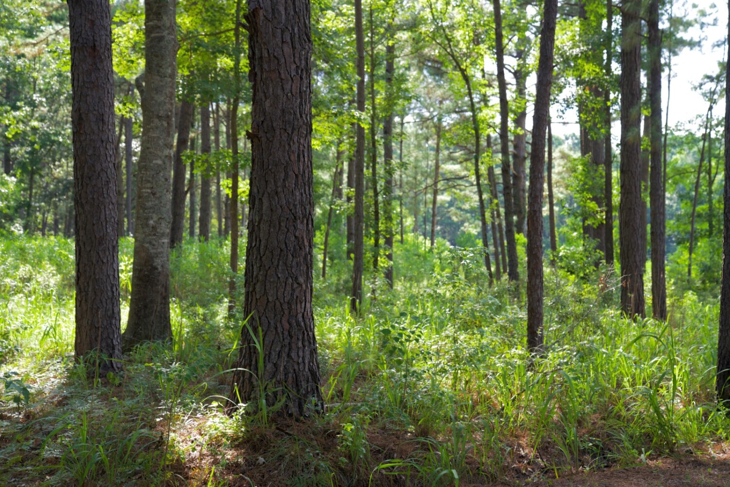 Land for Sale in Jasper County, SC (69 of 74)