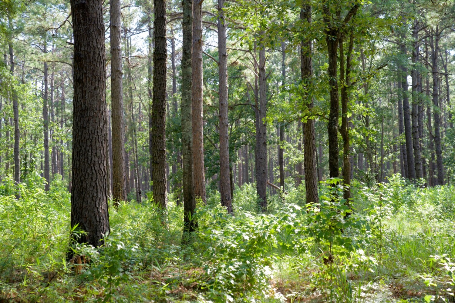 Land for Sale in Jasper County, SC (70 of 74)