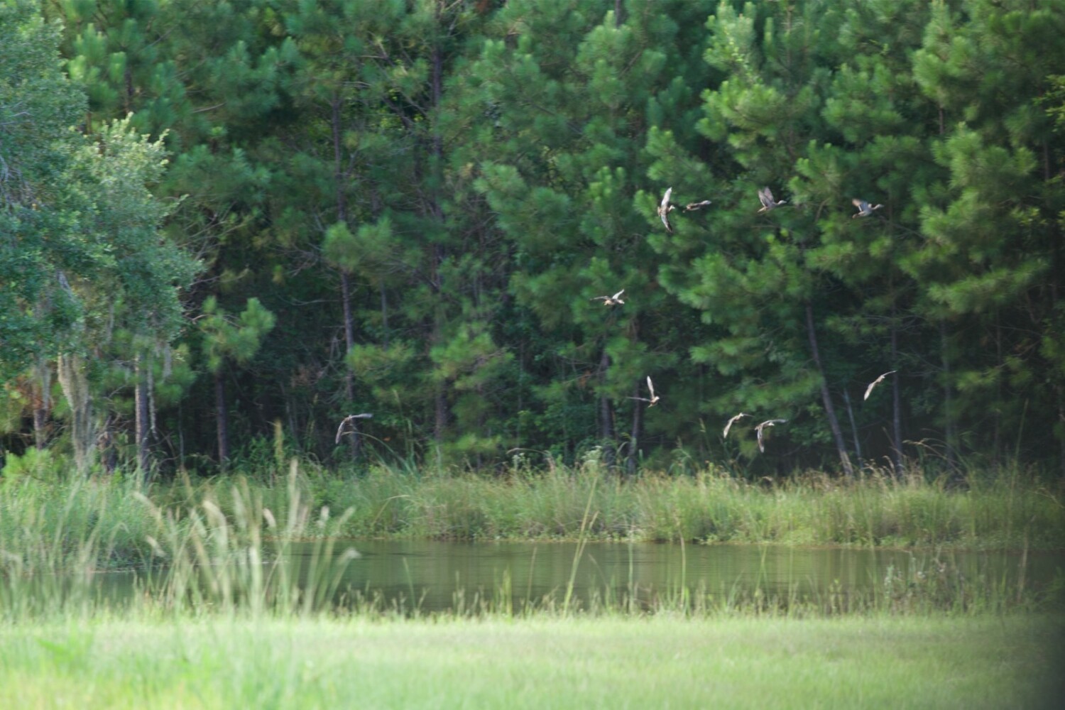 Land for Sale in Jasper County, SC (71 of 74)