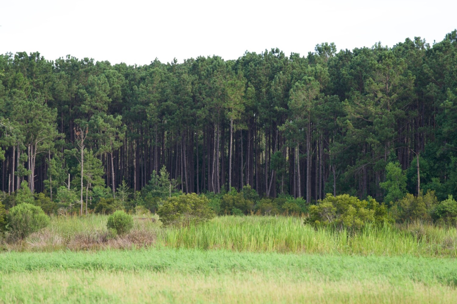 Land for Sale in Jasper County, SC (72 of 74)