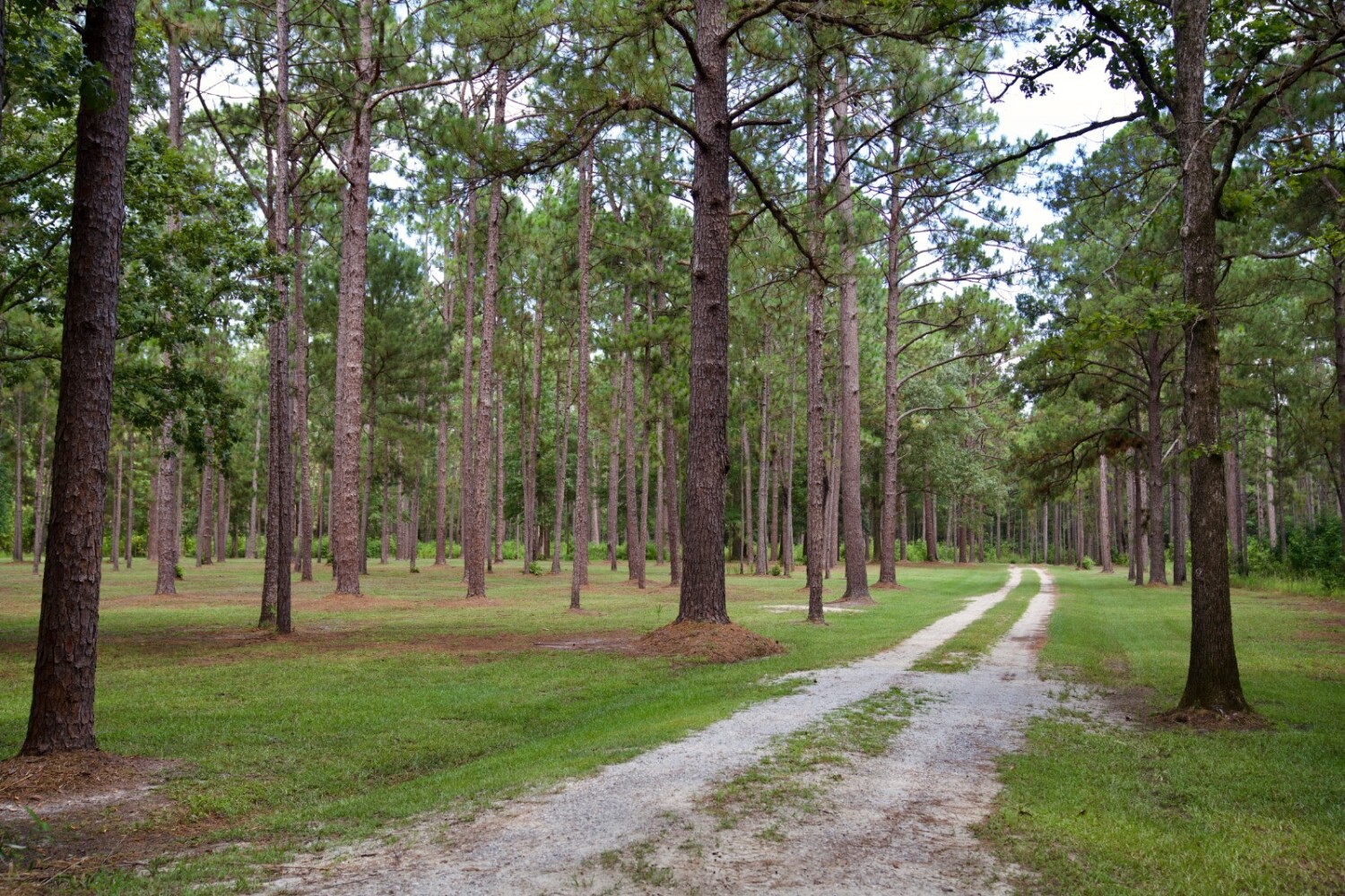 Land for Sale in Jasper County, SC (73 of 74)
