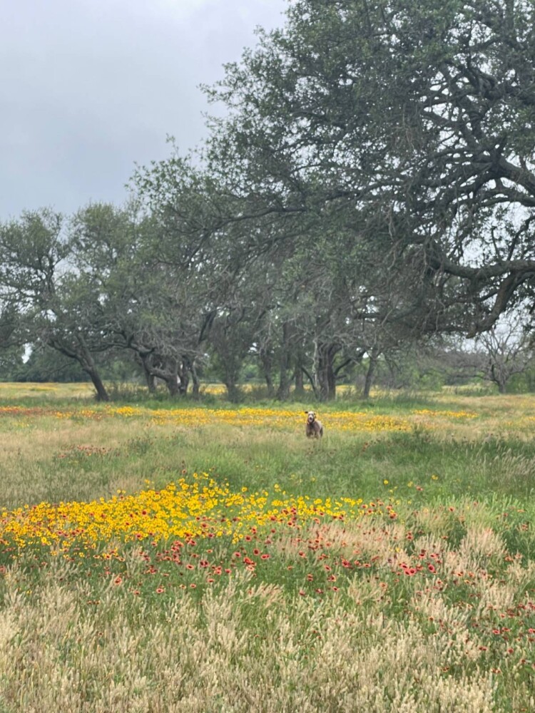 Land for Sale in Mills County, TX (58 of 75)