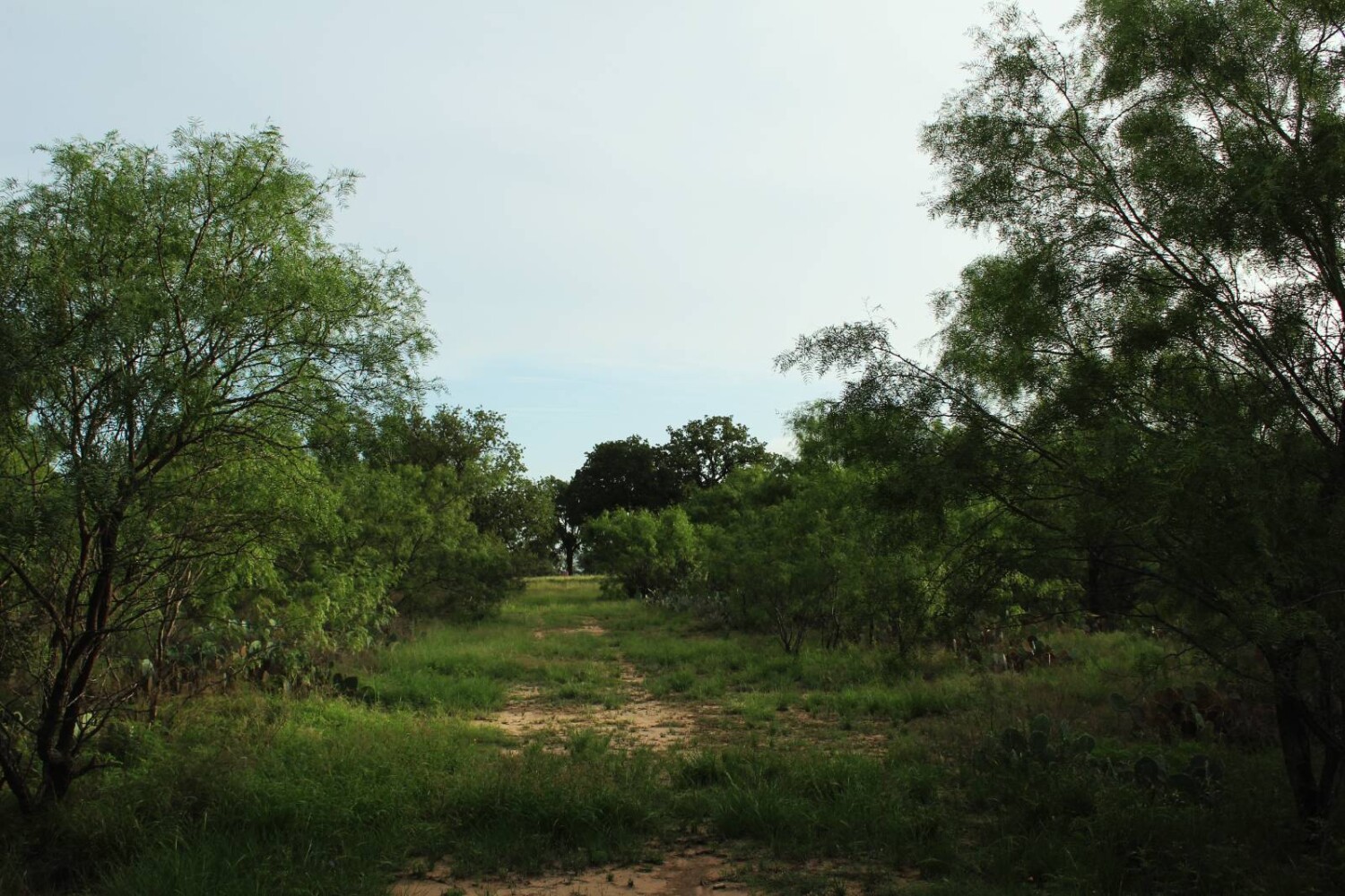 Land for Sale in Mills County, TX (68 of 75)