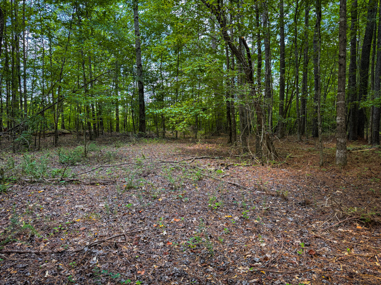 Rutledge Branch Duck Hole in Tishomingo County, MS (14 of 29)